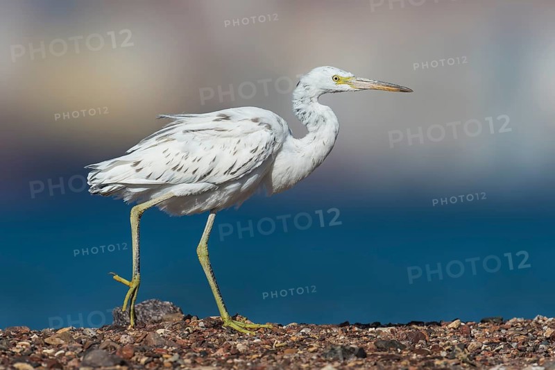Western Reef Heron (Egretta gularis), Eilat, Israel