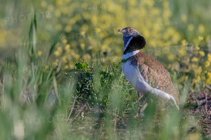 Little bustard (Tetrax tetrax), male, courtship display, Catalonia, Spain