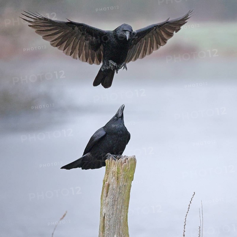 Rabenkrähe lat. Corvus corone, zwei Vögel streiten um eine Sitzwarte