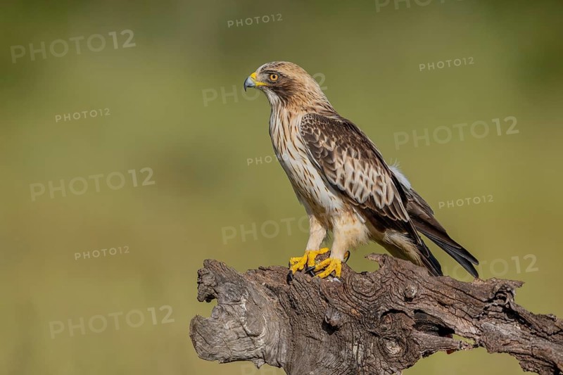 Booted Eagle (Aquila pennata), Extremadura, Spain