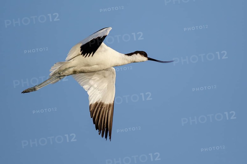 Pied Avocet (Recurvirostra avosetta) flying, Lesvos, Greece