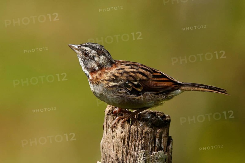Rufous-collared Sparrow (Zonotrichia capensis) juvenile perched on a stake, Costa Rica