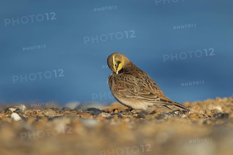 Shore lark or Horned lark (Eremophila alpestris) adult bird preening on a beach, Suffolk, England, United Kingdom