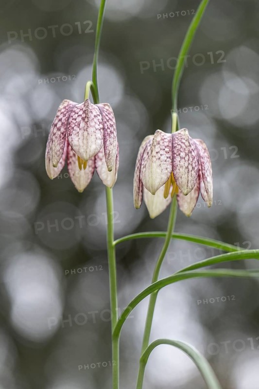 Snake's Head Fritillary (Fritillaria meleagris), Emsland, Lower Saxony, Germany