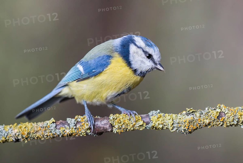Eurasian Blue Tit (Cyanistes caeruleus) perched on a branch, Lower Saxony, Germany