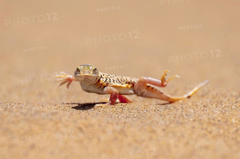 Shovel-nosed lizard (Meroles anchietae), in the sand, stretching its legs in the air to cool off, Namib Desert, Namib Naukluft Park, Namibia