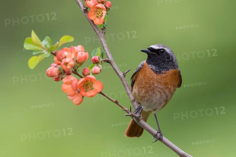 Common Redstart (Phoenicurus phoenicurus) male perched on a flowering twig, Poland