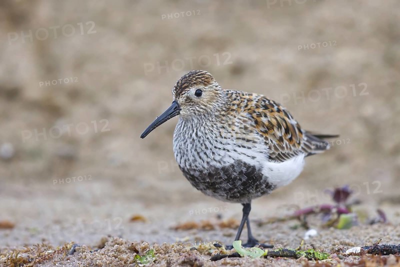 Dunlin (Calidris alpina) foraging, North Rhine-Westphalia, Germany
