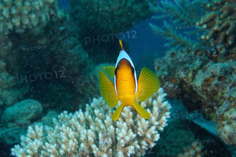 Red sea anemonefish (Amphiprion bicinctus)