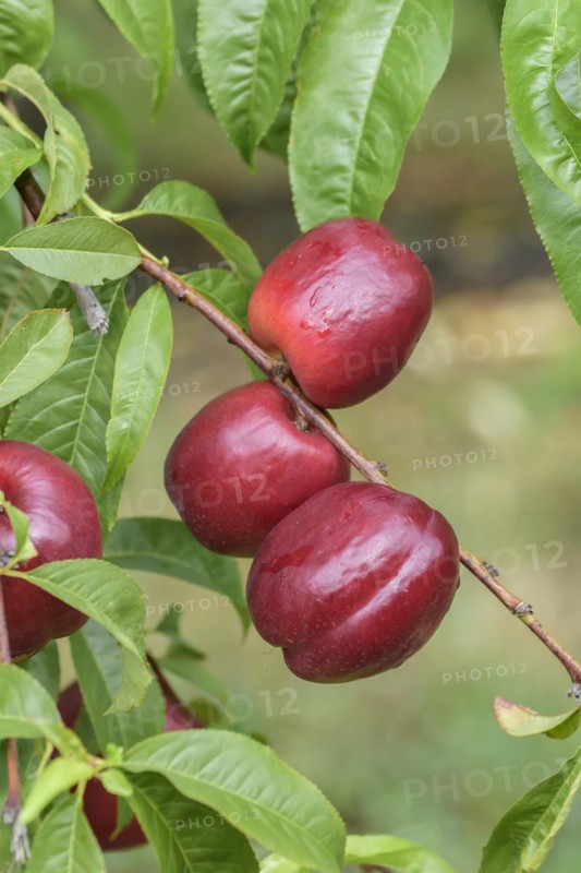 Nectarine (Prunus persica 'Big Bang'), Baum- und Rebschule Schreiber KG, Poysdorf, Lower Austria, Austria