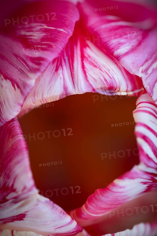Detail, pink-red-white flower, tulip (Tulipa)