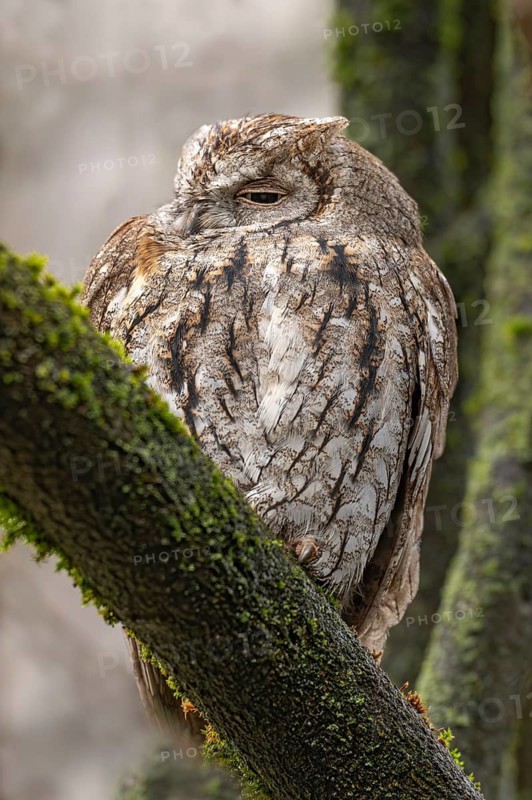 Scops owl (Otus scops), sitting on a tree, Alpine Zoo, Innsbruck, Tyrol, Austria