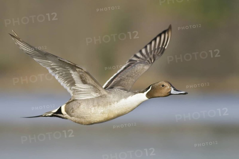 Northern Pintail (Anas acuta) male, British Columbia, Canada