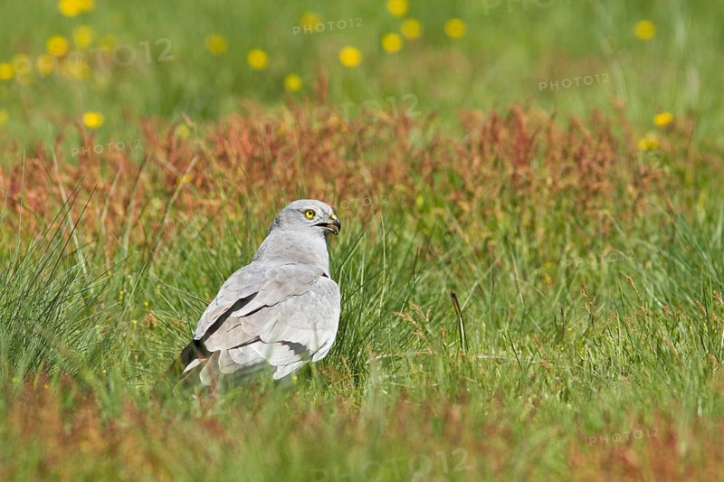 Montagu´s Harrier (Circus pygargus), adult male on grassland, Galicia, Spain