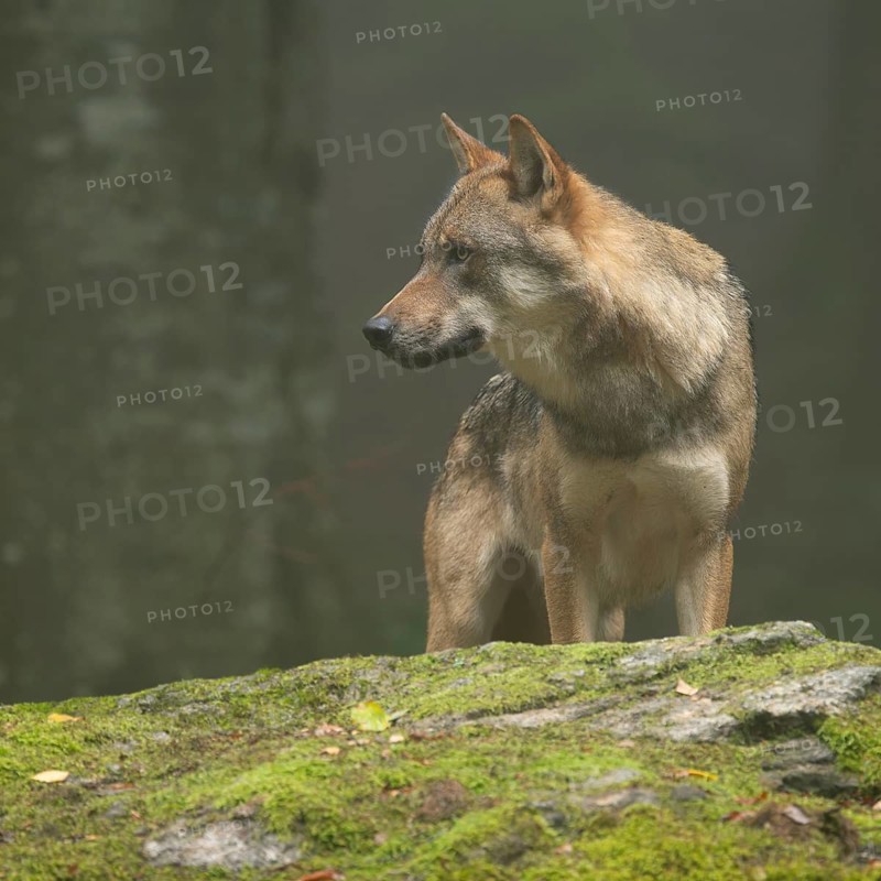 Wolf (Canis lupus) standing on a moss-covered rock and looking attentively, fog in the forest, captive, Bavarian Forest National Park, Bavaria, Germany