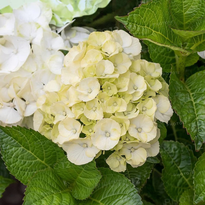 Garden hydrangea (Hydrangea macrophylla CAIPIRINHA), Späth Nursery, Germany