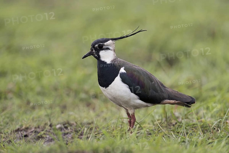 Northern Lapwing (Vanellus vanellus) male on grass field, Netherlands