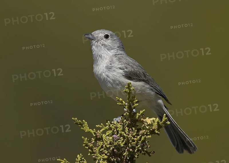 Grey Vireo (Vireo vicinior), New Mexico, USA