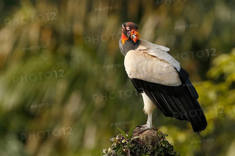 King Vulture (Sarcoramphus papa), Costa Rica