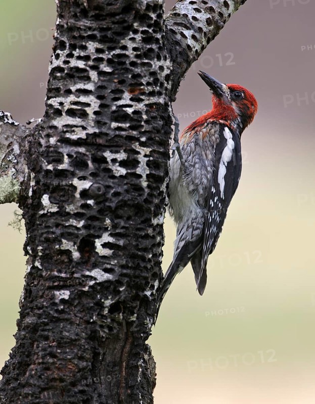 Red-breasted Sapsucker (Sphyrapicus ruber) climbing tree, Washington, USA