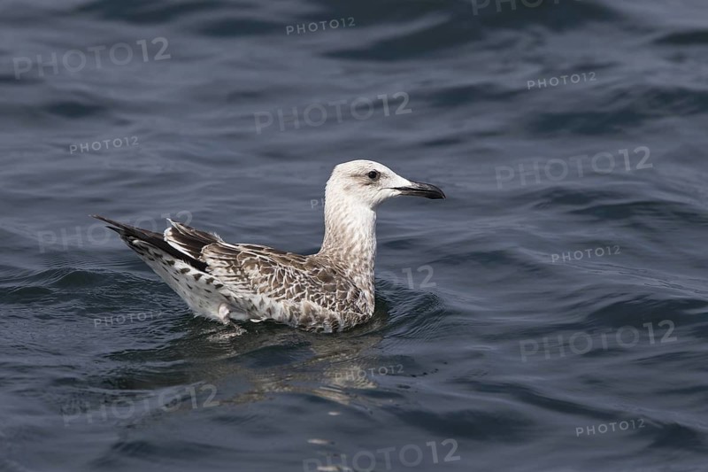 Caspian Gull (Larus cachinnans) juvenile, Baltic Sea, Germany