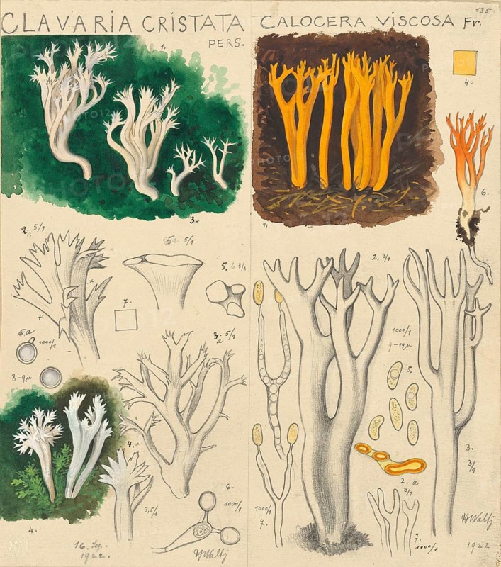 Mushroom, fungi, Clavulina coralloides, syn. Clavulina cristata, Ramaria cristata, Clavaria, authentic reproduction of an illustration by Hans Walty (1868-1948) from about 1915, historical