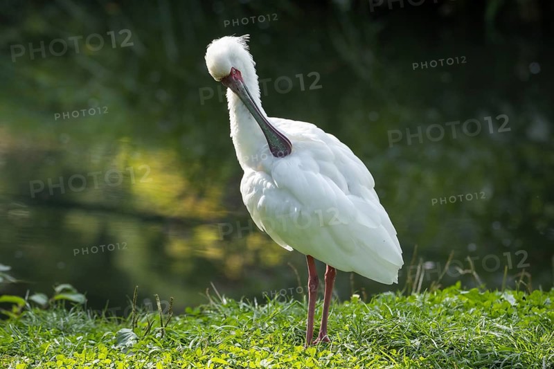 Spoonbill on the shore of the lake. Gdansk, Poland