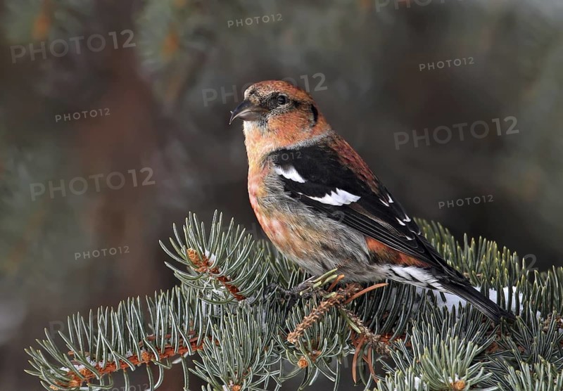 Two-barred Crossbill (Loxia leucoptera) male, Saskatchewan, Canada
