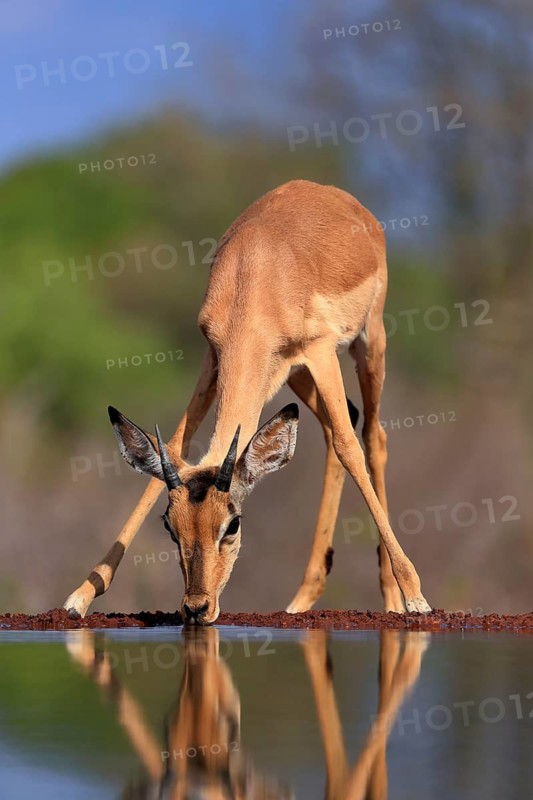 Black Heeler Antelope (Aepyceros melampus), young male, at the water, drinking, Kruger National Park, Kruger National Park, Kruger National Park South Africa