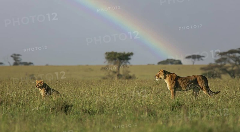 Löwe (Panthera leo) Weibchen steht zusammen mit Jungtier in Savanne vor Regenbogen, Serengeti, Tansania | African Lion (Panthera leo) lioness with cub scanning the savanna in front of rainbow, Serengeti National Park; Tanzania
