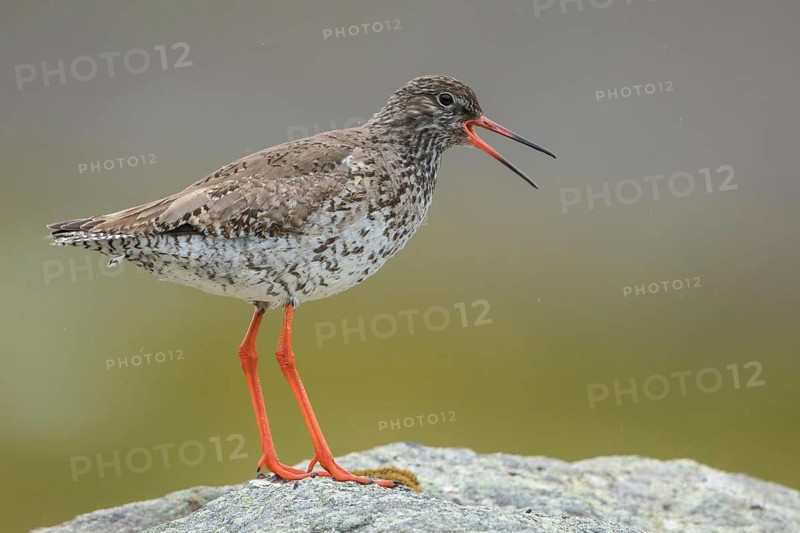 Common Redshank (Tringa totanus) calling from a rock, Iceland