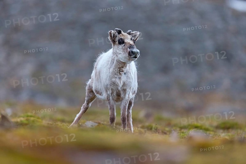 Reindeer, Ren, (Rangifer tarandus), Spitsbergen-Ren, Norway, Spitsbergen, young animal, calf, Longyearbyen, Svalbard / Spitsbergen, Norway