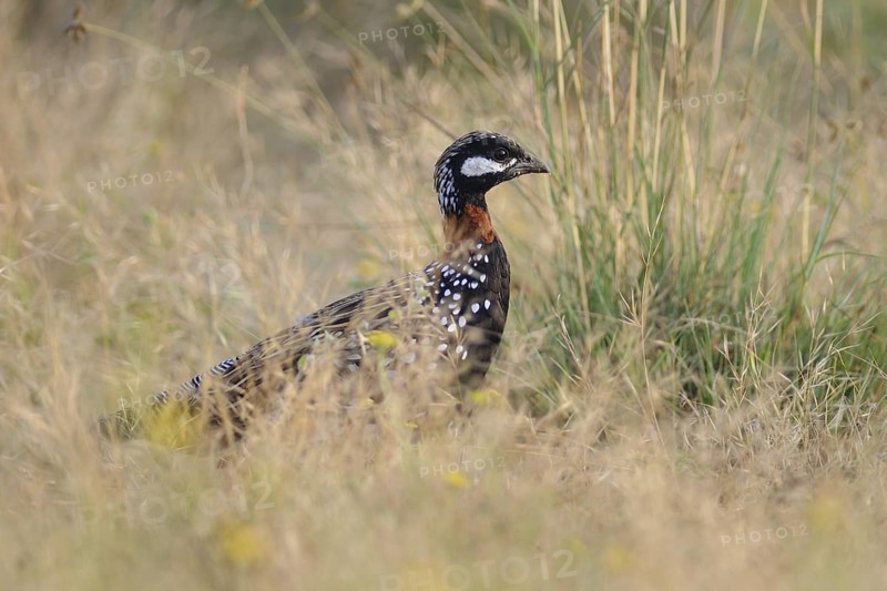 Black Francolin (Francolinus francolinus), India