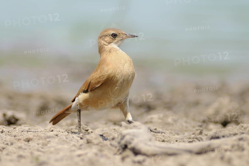 Rufous Hornero (Furnarius rufus), Pantanal, Brazil