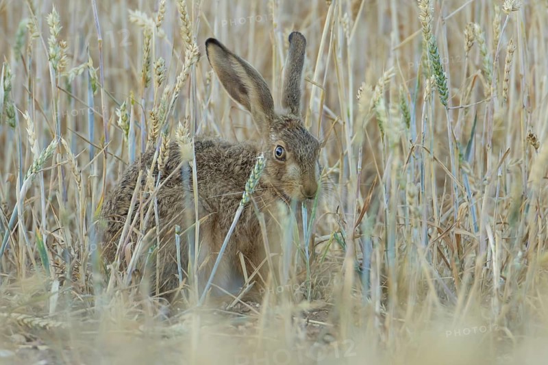 European brown hare (Lepus europaeus) adult animal feeding on a wheat sheath in a farmland field in summer, England, United Kingdom