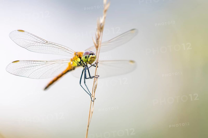 Marsh dragonfly (Sympetrum depressiusculum), Ahlhorn, Lower Saxony, Germany
