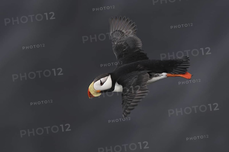 Horned Puffin (Fratercula corniculata) flying, Alaska, USA