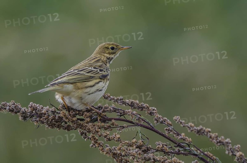 Meadow Pipit (Anthus pratensis), Schleswig-Holstein, Germany