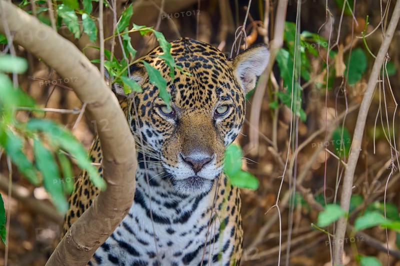 A hidden jaguar in the forest, surrounded by dense branches and leaves, Jaguar (Panthera onca), Pantanal, Mato Grosso, Brazil