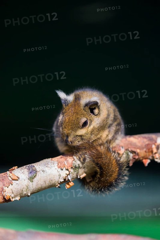 A Swinhoe's striped squirrel (Tamiops swinhoei) sits on a twig