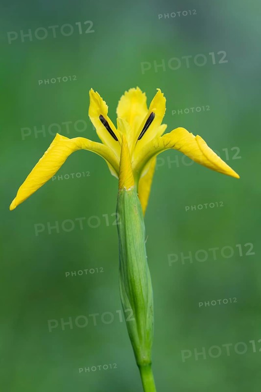 Flower of the marsh iris (Iris pseudacorus), Dötlingen, Lower Saxony, Germany