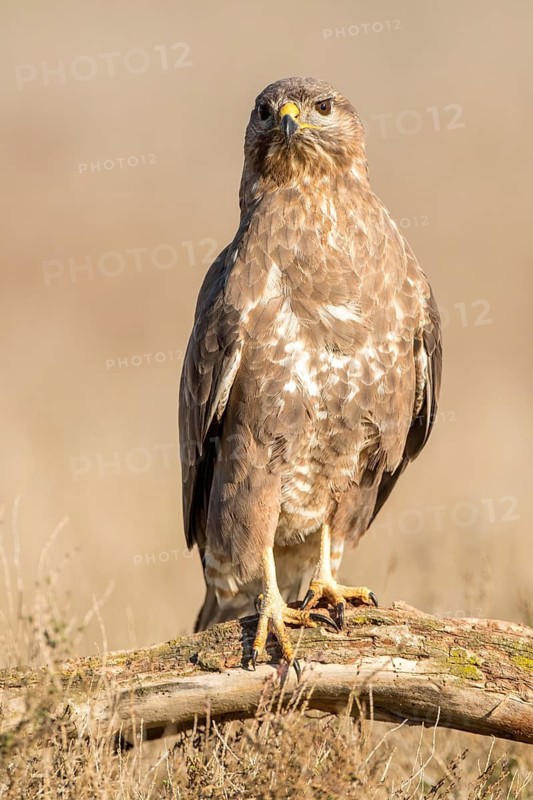 Common Buzzard (Buteo buteo), Castile-La Mancha, Spain
