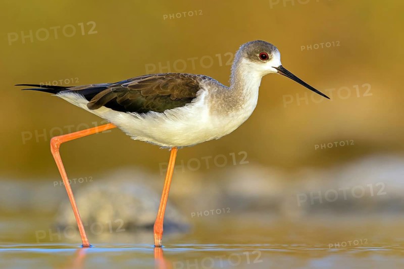 Stilt, (Himantopus himantopus), animals, birds, avocet family, biotope, habitat, Raysut, Salalah, Sohar, Oman