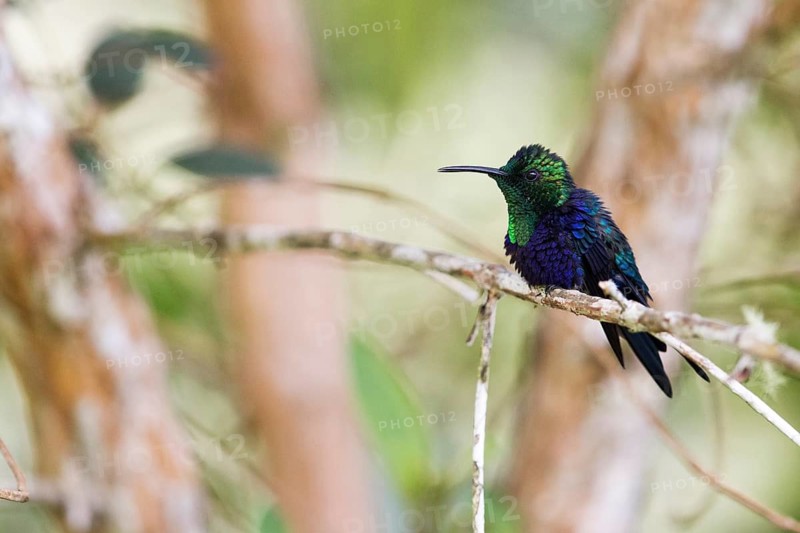Crowned Woodnymph (Thalurania colombica subtropicalis) perched on a branch, Antioquia, Colombia