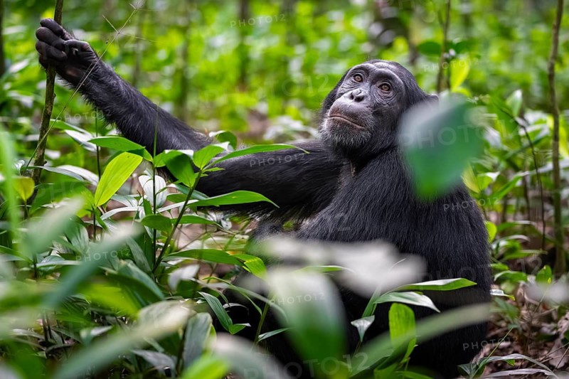 Chimpanzee (Pan Troglodytes) among green leaves, adult male among leaves in the jungle, Kibale National Park, Uganda