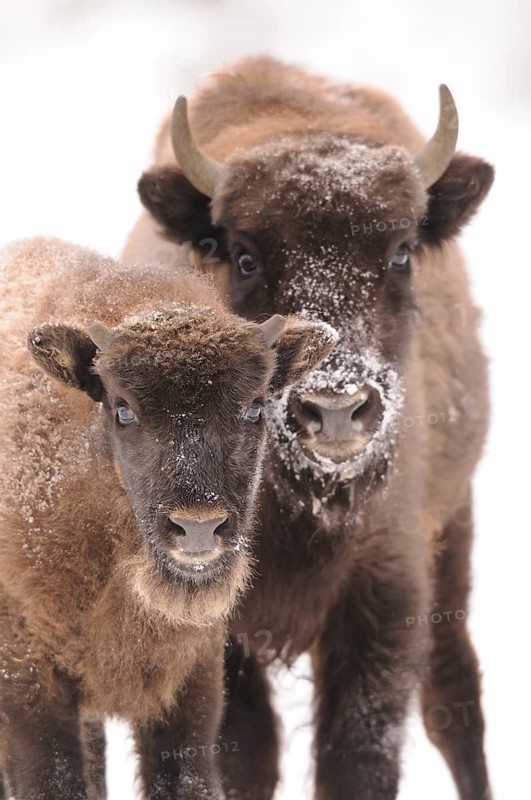 A bison with young in snowy terrain, both with frosty fur, bison (Bos bonasus), Bavarian Forest National Park, Bavaria