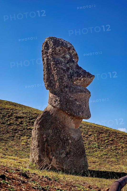 Large, single Moai statue on a grassy slope under a blue sky, The Moai Statues on Easter Island in the Pacific Ocean