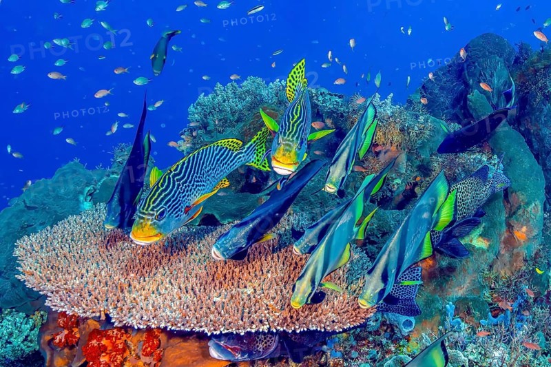 Group of left yellow-striped sweetlips (Plectorhinchus lineatus) and right pointed batfish (Platax pinnatus) swimming over intact table coral (Acropora hyacinthus) in living coral reef, Flores, Indonesia