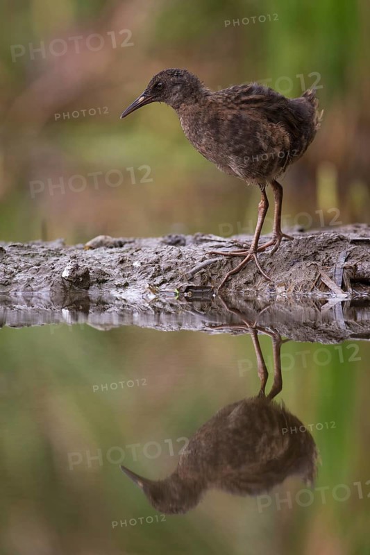 Water Rail (Rallus aquaticus) juvenile, Saxony, Germany