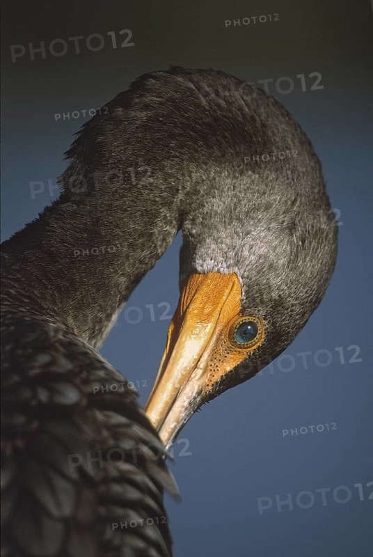 Double-crested Cormorant (Phalacrocorax auritus), Florida, USA